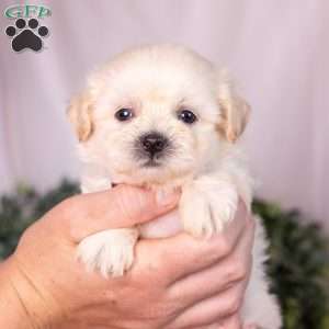 Marlin, Teddy Bear Puppy